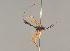  ( - BC ZSM HYM 24344)  @14 [ ] CreativeCommons - Attribution Non-Commercial Share-Alike (2014) Stefan Schmidt SNSB, Zoologische Staatssammlung Muenchen