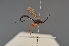  ( - BC ZSM HYM 24347)  @13 [ ] CreativeCommons - Attribution Non-Commercial Share-Alike (2014) Stefan Schmidt SNSB, Zoologische Staatssammlung Muenchen