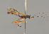  (Xorides rufipes - BC ZSM HYM 24351)  @14 [ ] CreativeCommons - Attribution Non-Commercial Share-Alike (2014) Stefan Schmidt SNSB, Zoologische Staatssammlung Muenchen