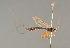  ( - BC ZSM HYM 24354)  @13 [ ] CreativeCommons - Attribution Non-Commercial Share-Alike (2014) Stefan Schmidt SNSB, Zoologische Staatssammlung Muenchen