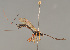  ( - BC ZSM HYM 24366)  @13 [ ] CreativeCommons - Attribution Non-Commercial Share-Alike (2014) Stefan Schmidt SNSB, Zoologische Staatssammlung Muenchen