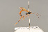  ( - BC ZSM HYM 24393)  @13 [ ] CreativeCommons - Attribution Non-Commercial Share-Alike (2014) Stefan Schmidt SNSB, Zoologische Staatssammlung Muenchen