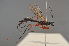  ( - BC ZSM HYM 24396)  @13 [ ] CreativeCommons - Attribution Non-Commercial Share-Alike (2014) Stefan Schmidt SNSB, Zoologische Staatssammlung Muenchen