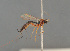  ( - BC ZSM HYM 24397)  @12 [ ] CreativeCommons - Attribution Non-Commercial Share-Alike (2014) Stefan Schmidt SNSB, Zoologische Staatssammlung Muenchen