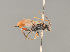  ( - BC ZSM HYM 24414)  @14 [ ] CreativeCommons - Attribution Non-Commercial Share-Alike (2014) Stefan Schmidt SNSB, Zoologische Staatssammlung Muenchen