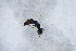  (Ammoplanus marathroicus - BC ZSM HYM 24446)  @12 [ ] CreativeCommons - Attribution Non-Commercial Share-Alike (2015) Unspecified SNSB, Zoologische Staatssammlung Muenchen