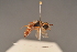  (Pseudoscolia splendida - BC ZSM HYM 24517)  @12 [ ] CreativeCommons - Attribution Non-Commercial Share-Alike (2015) Unspecified SNSB, Zoologische Staatssammlung Muenchen