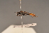  ( - BC ZSM HYM 24542)  @12 [ ] CreativeCommons - Attribution Non-Commercial Share-Alike (2015) Unspecified SNSB, Zoologische Staatssammlung Muenchen