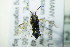  ( - BC ZSM HYM 20239)  @12 [ ] CreativeCommons - Attribution Non-Commercial Share-Alike (2015) Unspecified SNSB, Zoologische Staatssammlung Muenchen