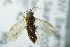  ( - BC ZSM HYM 20241)  @12 [ ] CreativeCommons - Attribution Non-Commercial Share-Alike (2015) Unspecified SNSB, Zoologische Staatssammlung Muenchen
