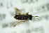  ( - BC ZSM HYM 20271)  @12 [ ] CreativeCommons - Attribution Non-Commercial Share-Alike (2015) Unspecified SNSB, Zoologische Staatssammlung Muenchen