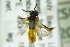  ( - BC ZSM HYM 20280)  @12 [ ] CreativeCommons - Attribution Non-Commercial Share-Alike (2015) Unspecified SNSB, Zoologische Staatssammlung Muenchen