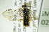  ( - BC ZSM HYM 20292)  @13 [ ] CreativeCommons - Attribution Non-Commercial Share-Alike (2015) Unspecified SNSB, Zoologische Staatssammlung Muenchen