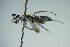  ( - BC ZSM HYM 20464)  @13 [ ] CreativeCommons - Attribution Non-Commercial Share-Alike (2015) Unspecified SNSB, Zoologische Staatssammlung Muenchen