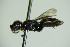  ( - BC ZSM HYM 20490)  @12 [ ] CreativeCommons - Attribution Non-Commercial Share-Alike (2015) Unspecified SNSB, Zoologische Staatssammlung Muenchen