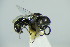  ( - BC ZSM HYM 20498)  @12 [ ] CreativeCommons - Attribution Non-Commercial Share-Alike (2015) Unspecified SNSB, Zoologische Staatssammlung Muenchen