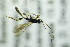  ( - BC ZSM HYM 20524)  @13 [ ] CreativeCommons - Attribution Non-Commercial Share-Alike (2015) Unspecified SNSB, Zoologische Staatssammlung Muenchen