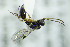  (Heloridae - BC ZSM HYM 20589)  @13 [ ] CreativeCommons - Attribution Non-Commercial Share-Alike (2015) Unspecified SNSB, Zoologische Staatssammlung Muenchen