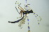  ( - BC ZSM HYM 20595)  @12 [ ] CreativeCommons - Attribution Non-Commercial Share-Alike (2015) Unspecified SNSB, Zoologische Staatssammlung Muenchen