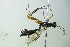  ( - BC ZSM HYM 20596)  @12 [ ] CreativeCommons - Attribution Non-Commercial Share-Alike (2015) Unspecified SNSB, Zoologische Staatssammlung Muenchen