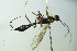  ( - BC ZSM HYM 20597)  @12 [ ] CreativeCommons - Attribution Non-Commercial Share-Alike (2015) Unspecified SNSB, Zoologische Staatssammlung Muenchen