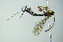  ( - BC ZSM HYM 20608)  @12 [ ] CreativeCommons - Attribution Non-Commercial Share-Alike (2015) Unspecified SNSB, Zoologische Staatssammlung Muenchen
