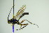  ( - BC ZSM HYM 20635)  @13 [ ] CreativeCommons - Attribution Non-Commercial Share-Alike (2014) Stefan Schmidt SNSB, Zoologische Staatssammlung Muenchen