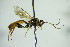  ( - BC ZSM HYM 20702)  @13 [ ] CreativeCommons - Attribution Non-Commercial Share-Alike (2014) Stefan Schmidt SNSB, Zoologische Staatssammlung Muenchen
