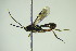  ( - BC ZSM HYM 20717)  @11 [ ] CreativeCommons - Attribution Non-Commercial Share-Alike (2015) Unspecified SNSB, Zoologische Staatssammlung Muenchen