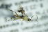  ( - BC ZSM HYM 20718)  @12 [ ] CreativeCommons - Attribution Non-Commercial Share-Alike (2015) Unspecified SNSB, Zoologische Staatssammlung Muenchen