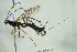 ( - BC ZSM HYM 20722)  @13 [ ] CreativeCommons - Attribution Non-Commercial Share-Alike (2015) Unspecified SNSB, Zoologische Staatssammlung Muenchen