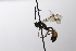  ( - CollHH3523)  @11 [ ] Creative Commons  Attribution Non-Commercial Share-Alike (2022) Hakon Haraldseide Unspecified