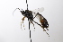  ( - CollHH3526)  @11 [ ] Creative Commons  Attribution Non-Commercial Share-Alike (2022) Hakon Haraldseide Unspecified