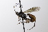  ( - CollHH3544)  @11 [ ] Creative Commons  Attribution Non-Commercial Share-Alike (2022) Hakon Haraldseide Unspecified