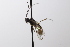  (Lathrolestes moravicus - CollHH3575)  @11 [ ] Creative Commons  Attribution Non-Commercial Share-Alike (2022) Hakon Haraldseide Unspecified