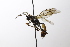  ( - CollHH3583)  @11 [ ] Creative Commons  Attribution Non-Commercial Share-Alike (2022) Hakon Haraldseide Unspecified