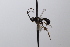  ( - CollHH3618)  @11 [ ] Creative Commons  Attribution Non-Commercial Share-Alike (2022) Hakon Haraldseide Unspecified