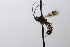  (Gelis shawni - CollHH3620)  @11 [ ] Creative Commons  Attribution Non-Commercial Share-Alike (2022) Hakon Haraldseide Unspecified