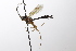  (Lissonota dalmatica - CollHH3637)  @11 [ ] Creative Commons  Attribution Non-Commercial Share-Alike (2022) Hakon Haraldseide Unspecified