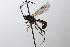 ( - CollHH3644)  @11 [ ] Creative Commons  Attribution Non-Commercial Share-Alike (2022) Hakon Haraldseide Unspecified