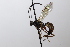  (Lissonota anomala - CollHH3645)  @11 [ ] Creative Commons  Attribution Non-Commercial Share-Alike (2022) Hakon Haraldseide Unspecified