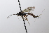  (Lissonota quadrinotata - CollHH3646)  @11 [ ] Creative Commons  Attribution Non-Commercial Share-Alike (2022) Hakon Haraldseide Unspecified