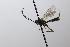 ( - CollHH3657)  @11 [ ] Creative Commons  Attribution Non-Commercial Share-Alike (2022) Hakon Haraldseide Unspecified