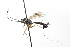  (Lissonota bilineata - CollHH3723)  @11 [ ] Creative Commons  Attribution Non-Commercial Share-Alike (2023) Hakon Haraldseide Unspecified