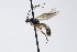  ( - CollHH3740)  @11 [ ] Creative Commons  Attribution Non-Commercial Share-Alike (2023) Hakon Haraldseide Unspecified