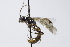  (Kristotomus ridibundus - CollHH3746)  @11 [ ] Creative Commons  Attribution Non-Commercial Share-Alike (2023) Hakon Haraldseide Unspecified