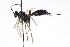  (Meringopus nigerrimus - CollHH3771)  @11 [ ] Creative Commons  Attribution Non-Commercial Share-Alike (2023) Hakon Haraldseide Unspecified
