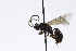  ( - CollHH3775)  @11 [ ] Creative Commons  Attribution Non-Commercial Share-Alike (2023) Hakon Haraldseide Unspecified