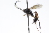  (Mesostenus dentifer - CollHH3778)  @11 [ ] Creative Commons  Attribution Non-Commercial Share-Alike (2023) Hakon Haraldseide Unspecified