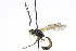 (Sympherta tenthredinarum - CollHH3794)  @11 [ ] Creative Commons  Attribution Non-Commercial Share-Alike (2023) Hakon Haraldseide Unspecified
